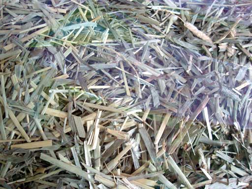 Cỏ Khô Alfalfa 500gr