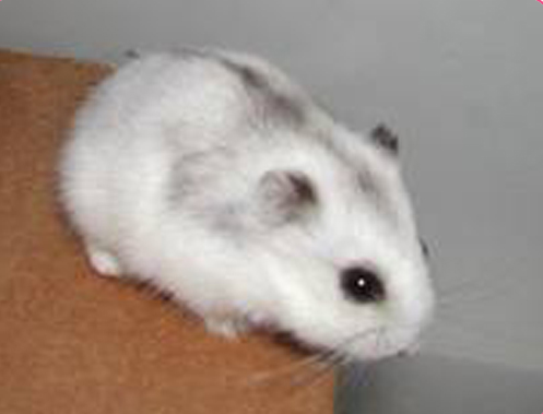 Hamster trắng sọc đen